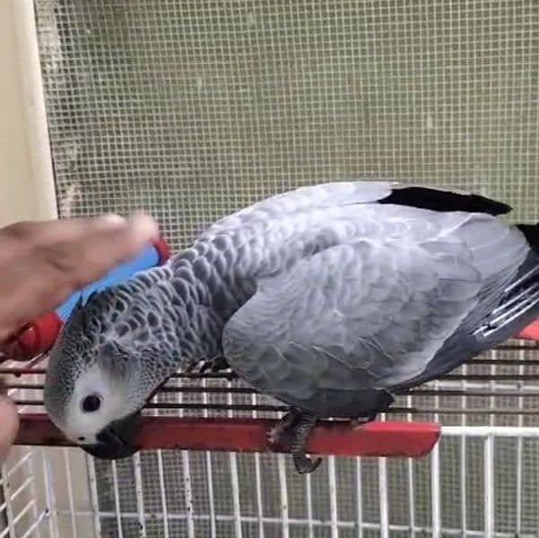 African grey parrot congo size 0