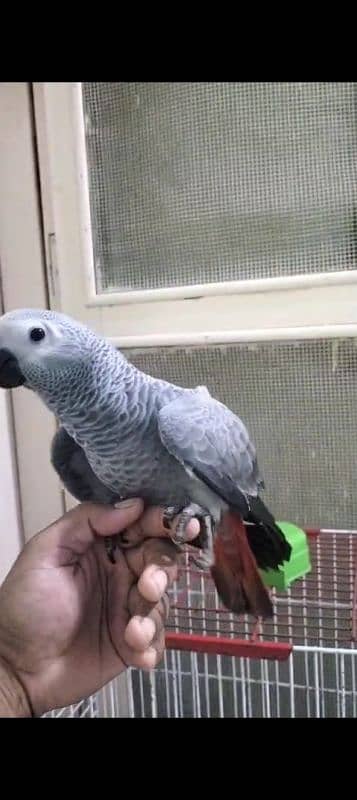 African grey parrot congo size 1