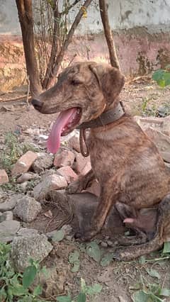 plott Hound.