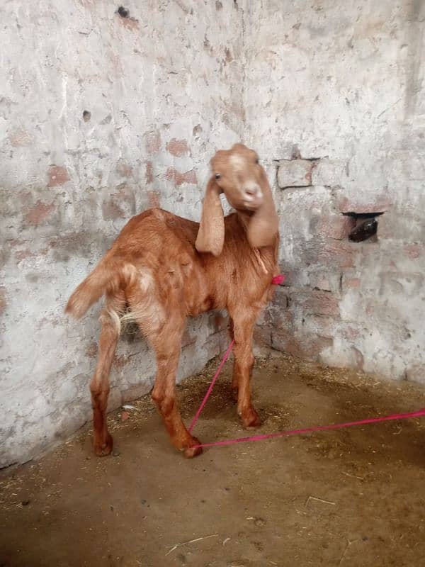 female kids goat 2