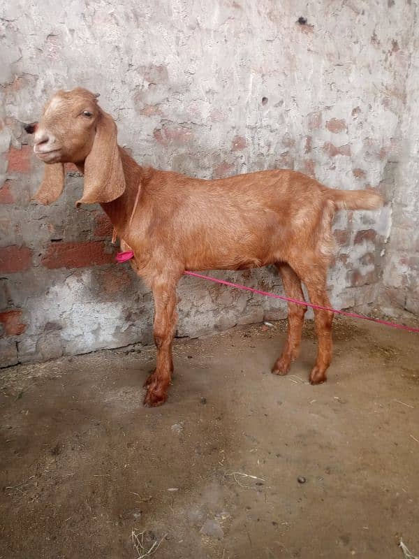 female kids goat 3