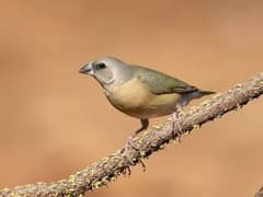 Gouldian Finch Blue split Pathay