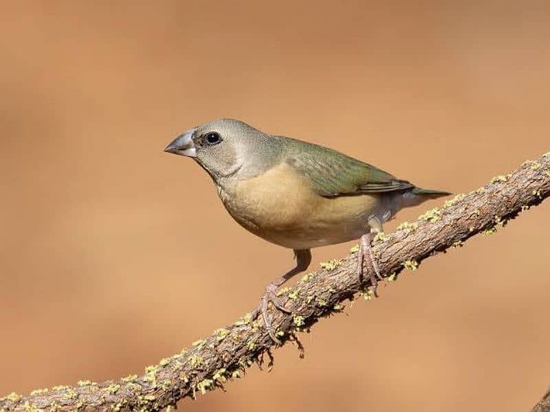 Gouldian Finch Blue split Pathay 0