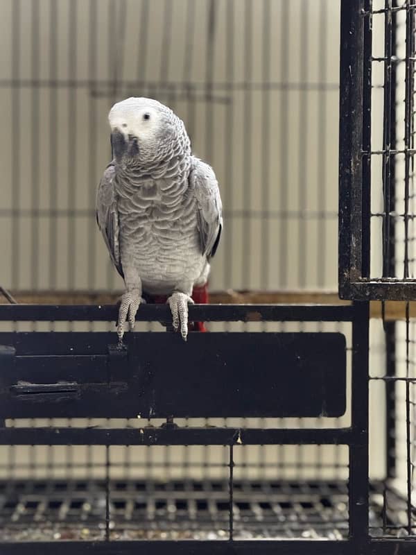 local breed congo size silver african grey red factor 0