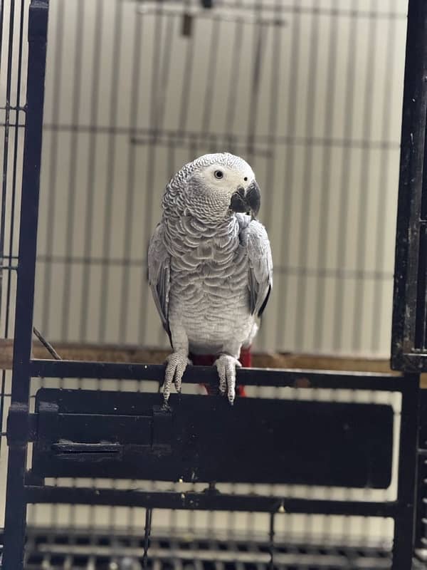 local breed congo size silver african grey red factor 2