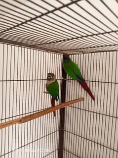 conure pair for sale