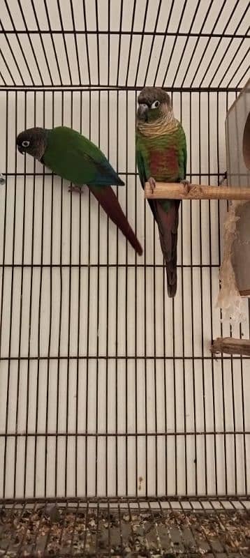 conure pair for sale 2