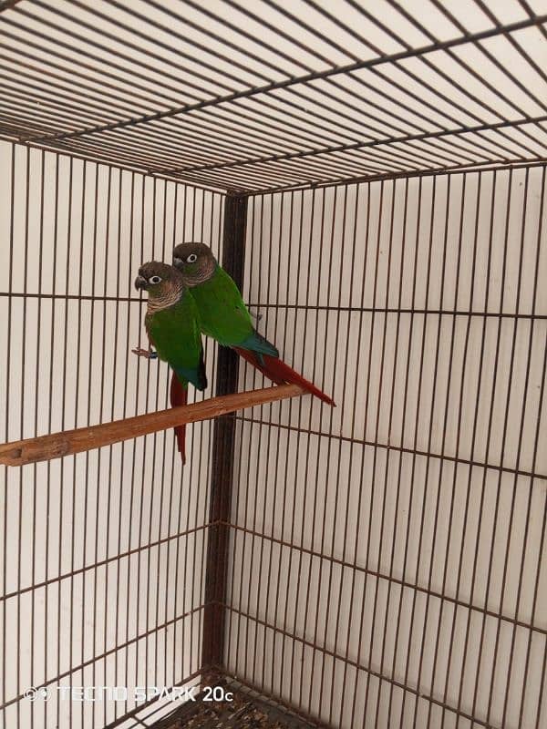 conure pair for sale 4