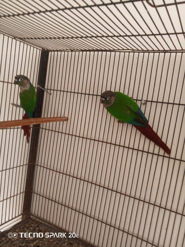 conure pair for sale 5