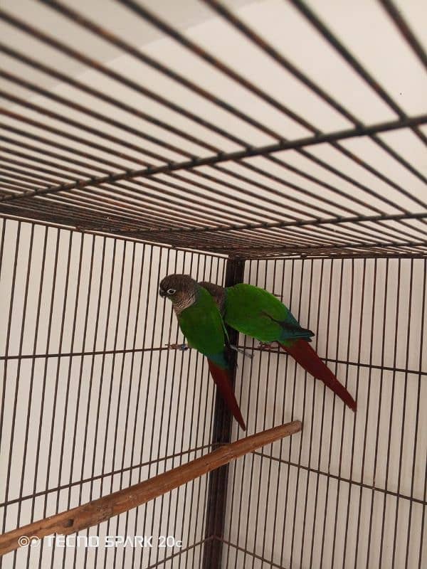 conure pair for sale 6