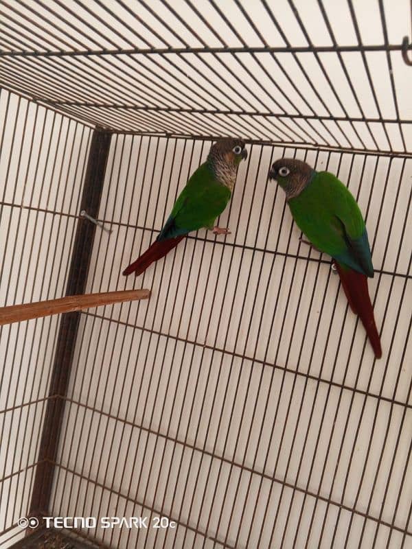 conure pair for sale 7