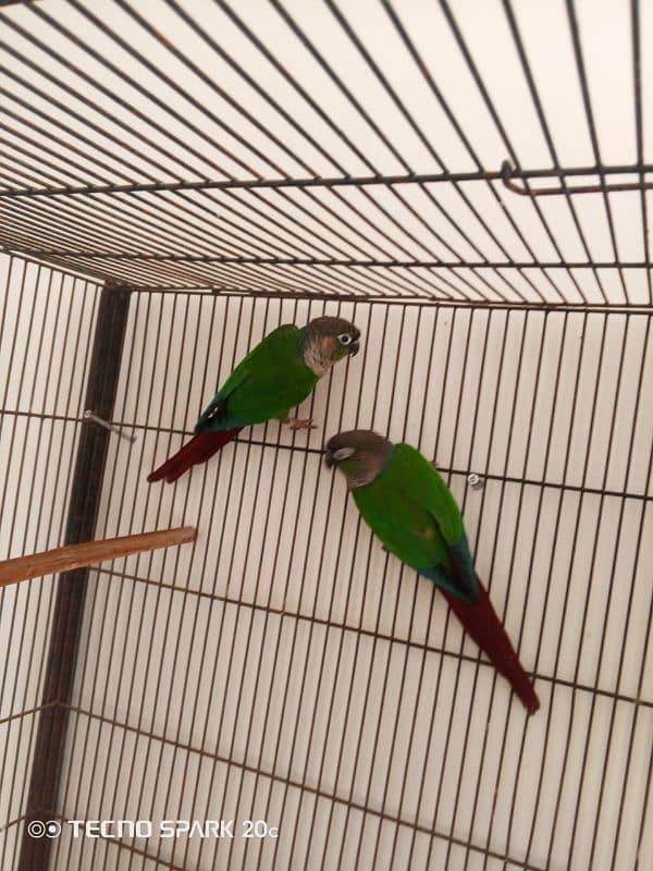 conure pair for sale 8