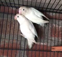 Albino split ino split red eyse avelibal watsapp 03127731887