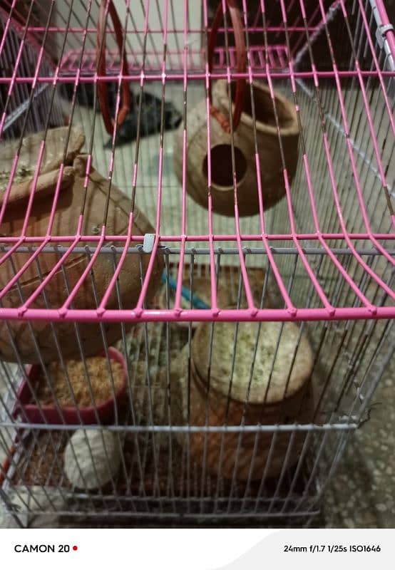 cage for sale love birds 0