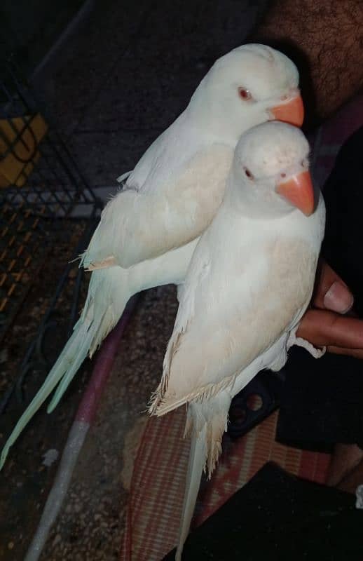 white Ringneck Albino Red eyes 0