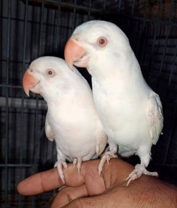 white Ringneck Albino Red eyes 1