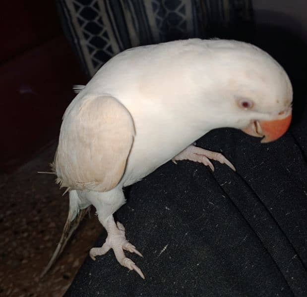 white Ringneck Albino Red eyes 2