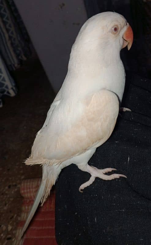 white Ringneck Albino Red eyes 3