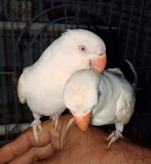 white Ringneck Albino Red eyes 4