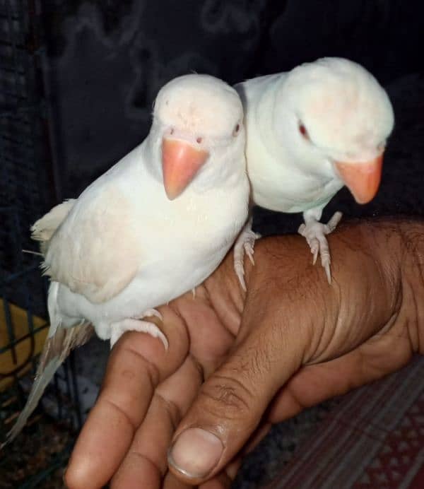 white Ringneck Albino Red eyes 5