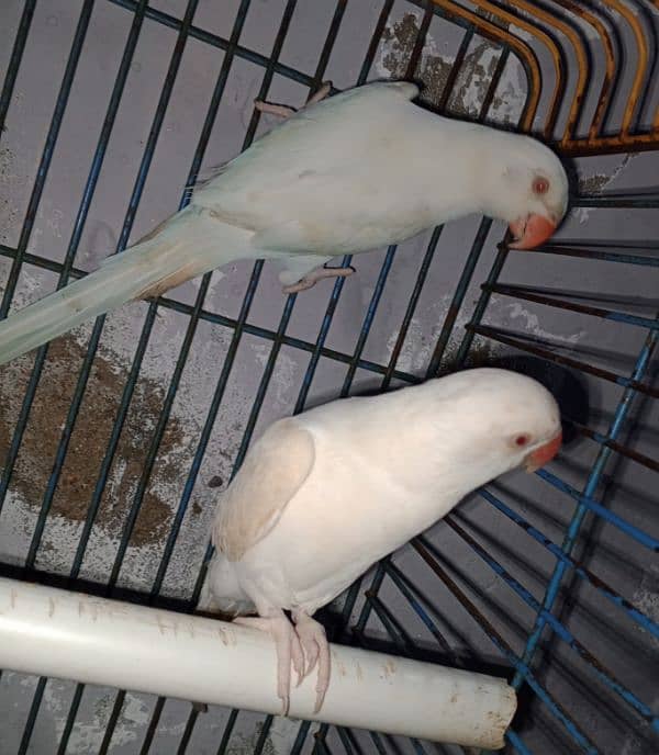 white Ringneck Albino Red eyes 6