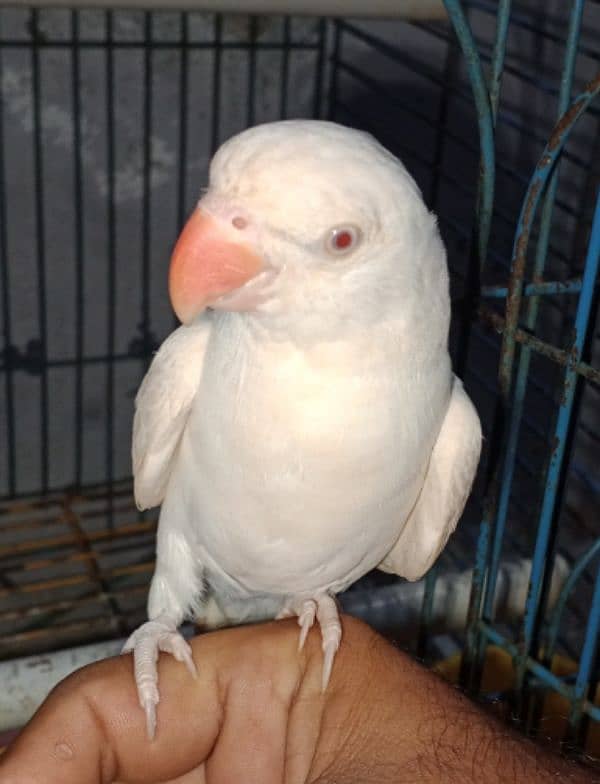 white Ringneck Albino Red eyes 7