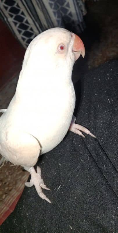 white Ringneck Albino Red eyes 8