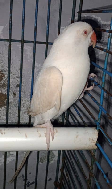 white Ringneck Albino Red eyes 9