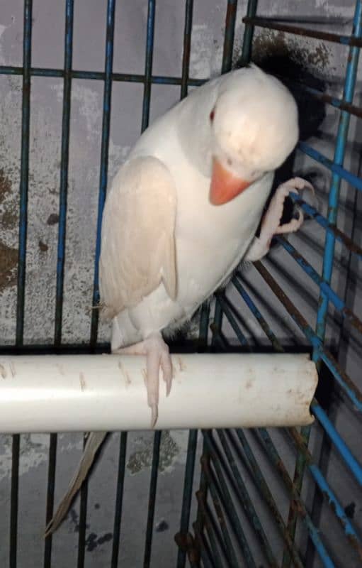 white Ringneck Albino Red eyes 10