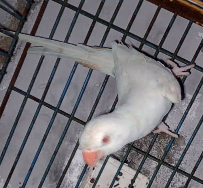 white Ringneck Albino Red eyes 11