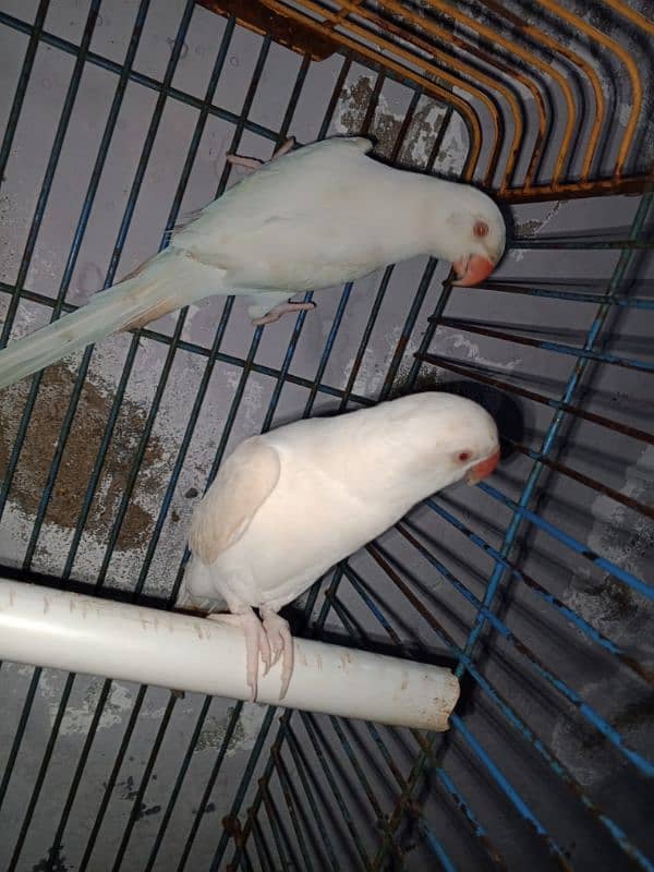 white Ringneck Albino Red eyes 12