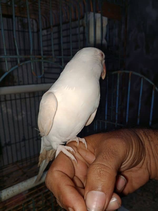 white Ringneck Albino Red eyes 13