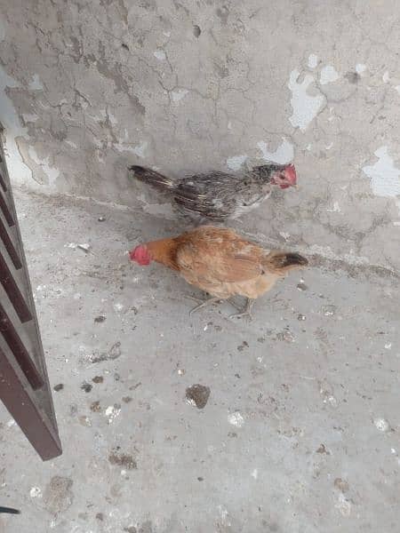 1 male 2 female for sale murgian egg de rahi Hain healthy and active 0