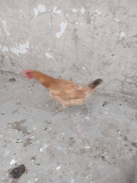 1 male 2 female for sale murgian egg de rahi Hain healthy and active 1