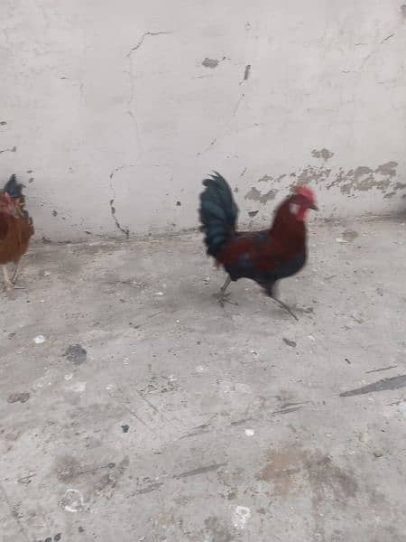 1 male 2 female for sale murgian egg de rahi Hain healthy and active 2