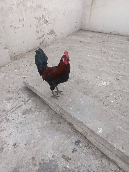 1 male 2 female for sale murgian egg de rahi Hain healthy and active 3