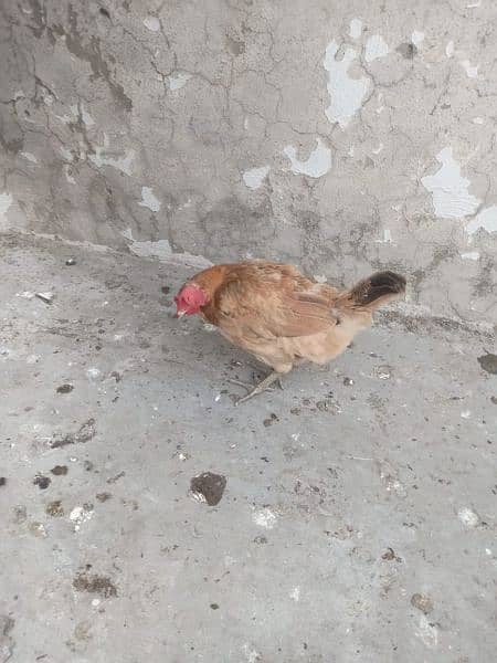 1 male 2 female for sale murgian egg de rahi Hain healthy and active 4