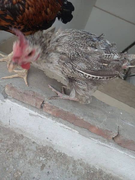 1 male 2 female for sale murgian egg de rahi Hain healthy and active 5