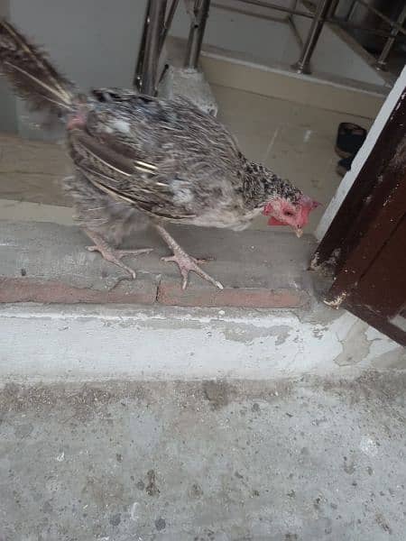 1 male 2 female for sale murgian egg de rahi Hain healthy and active 7