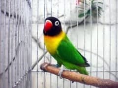 Love Birds Breeder Pair And Cages For sale