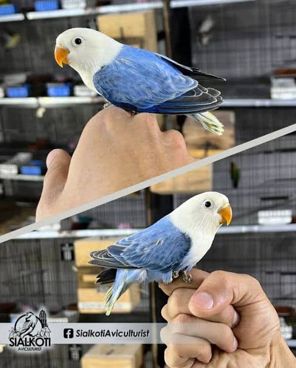 Love Birds Breeder Pair And Cages For sale 1