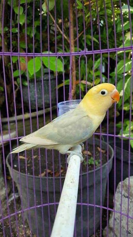 Love Birds Breeder Pair And Cages For sale 2