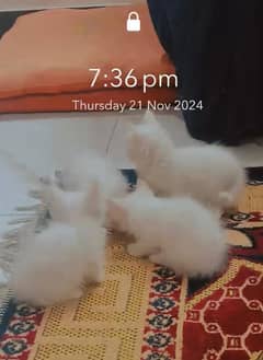 white Persian kittens for sale