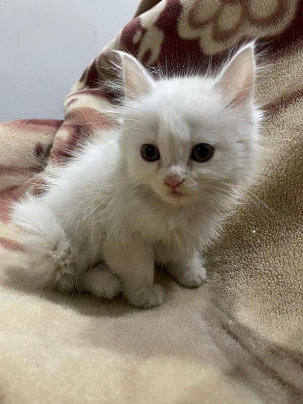 white Persian kittens for sale 1