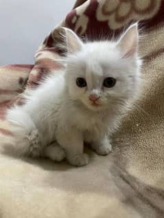 persian white kittens for sale