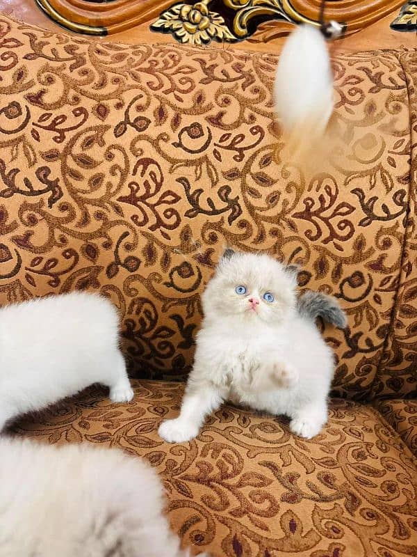 IMPORTED QUALITY PERSIAN KITTENS AVAILABLE 03207679060 WHSTTAAPP 0