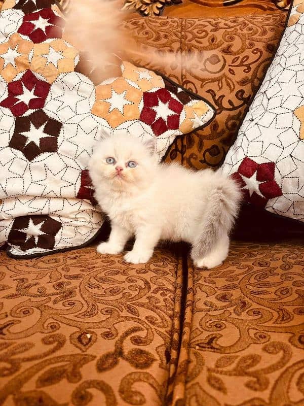 IMPORTED QUALITY PERSIAN KITTENS AVAILABLE 03207679060 WHSTTAAPP 2