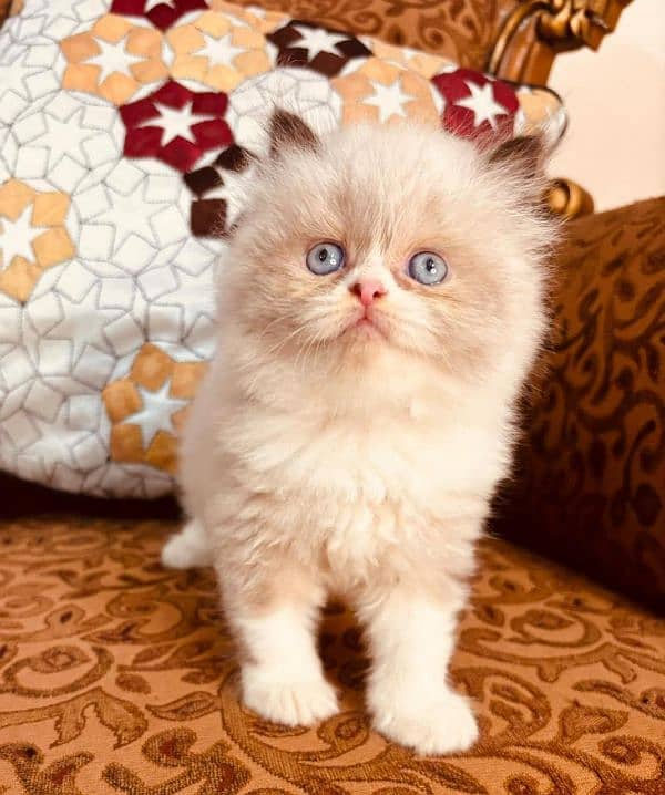 IMPORTED QUALITY PERSIAN KITTENS AVAILABLE 03207679060 WHSTTAAPP 3