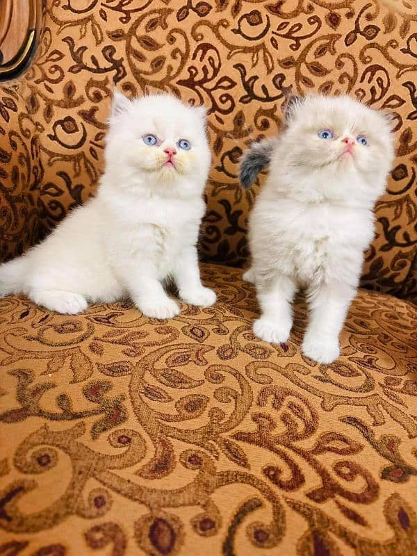 IMPORTED QUALITY PERSIAN KITTENS AVAILABLE 03207679060 WHSTTAAPP 4