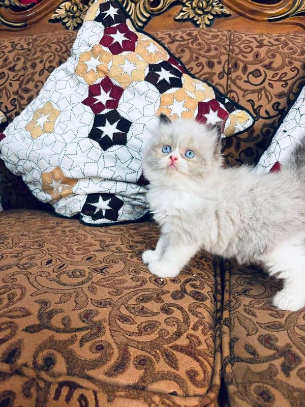 IMPORTED QUALITY PERSIAN KITTENS AVAILABLE 03207679060 WHSTTAAPP 5